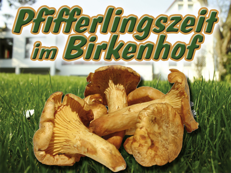 Pfifferlingszeit im Birkenhof